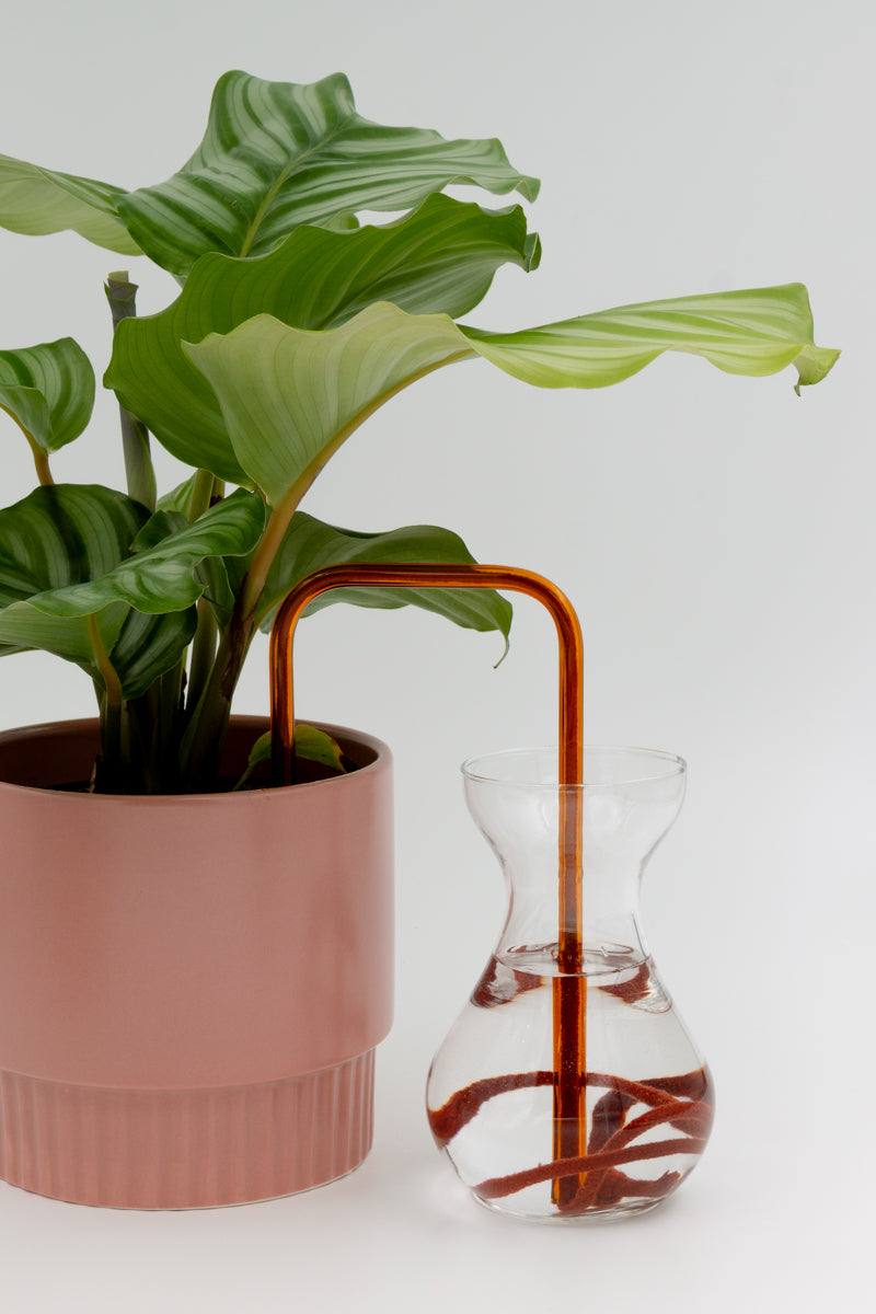 Amber Earth glass self-watering insert installed into a pot on a white background, showing how it automatically waters indoor plants.