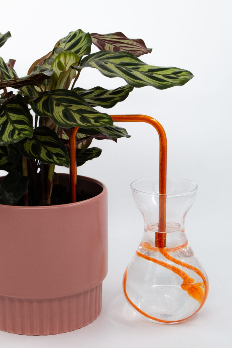 Amber Flame glass self-watering insert installed into a pot on a white background, showing how it automatically waters indoor plants.