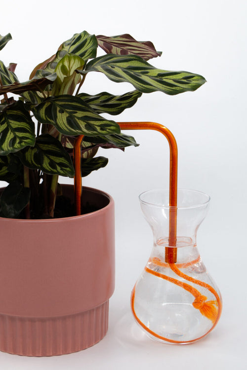 Amber Flame glass self-watering insert installed into a pot on a white background, showing how it automatically waters indoor plants.