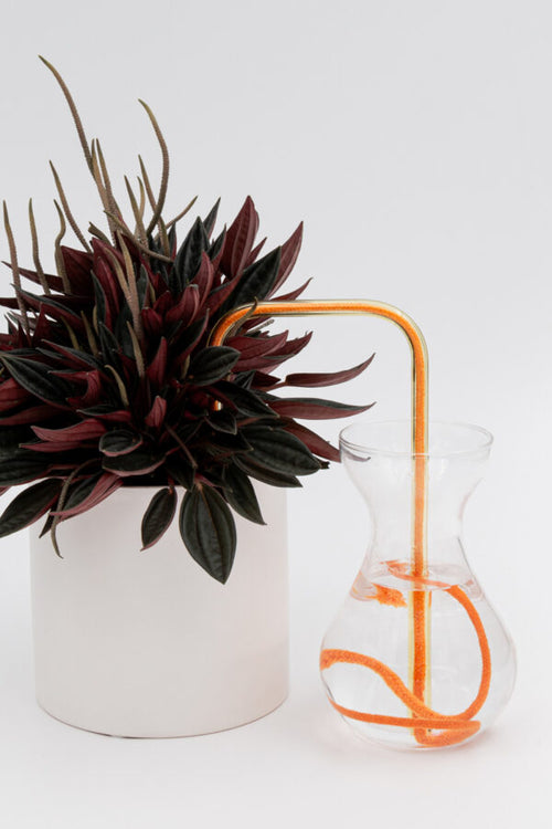 Citrus Glow glass self-watering insert installed into a pot on a white background, showing how it automatically waters indoor plants.