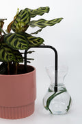 Dark Forest glass self-watering insert installed into a pot on a white background, showing how it automatically waters indoor plants.