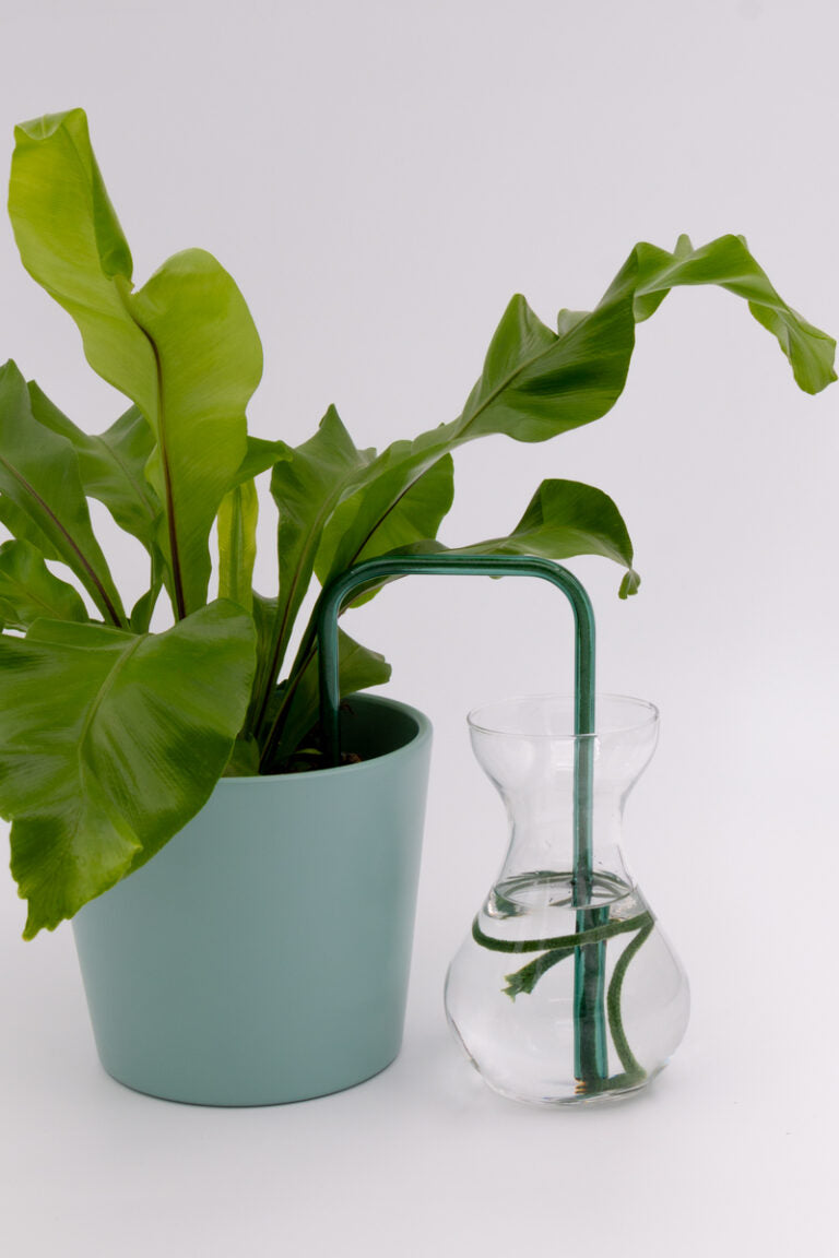 Deep Moss glass self-watering insert installed into a pot on a white background, showing how it automatically waters indoor plants.