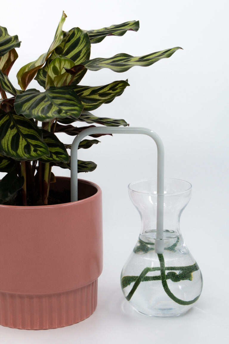 Frosted Thyme glass self-watering insert installed into a pot on a white background, showing how it automatically waters indoor plants.