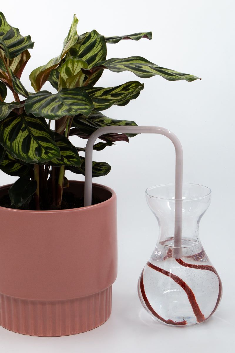 Frozen Clay glass self-watering insert installed into a pot on a white background, showing how it automatically waters indoor plants.