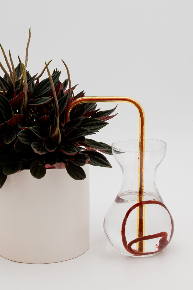 Golden Clay glass self-watering insert installed into a pot on a white background, showing how it automatically waters indoor plants.