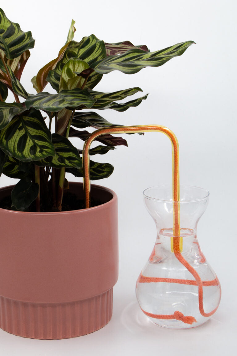 Honey Blush glass self-watering insert installed into a pot on a white background, showing how it automatically waters indoor plants.