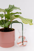 Lake Bloom glass self-watering insert installed into a pot on a white background, showing how it automatically waters indoor plants.