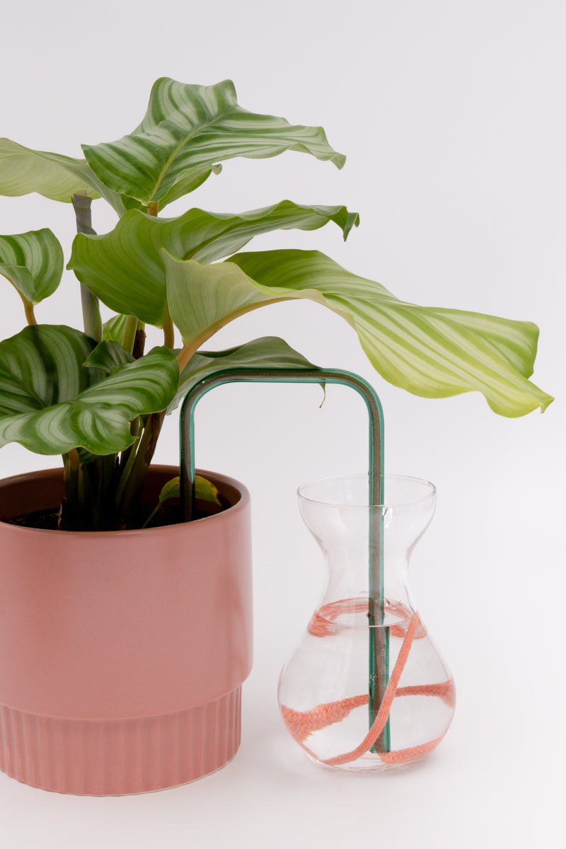 Lake Bloom glass self-watering insert installed into a pot on a white background, showing how it automatically waters indoor plants.