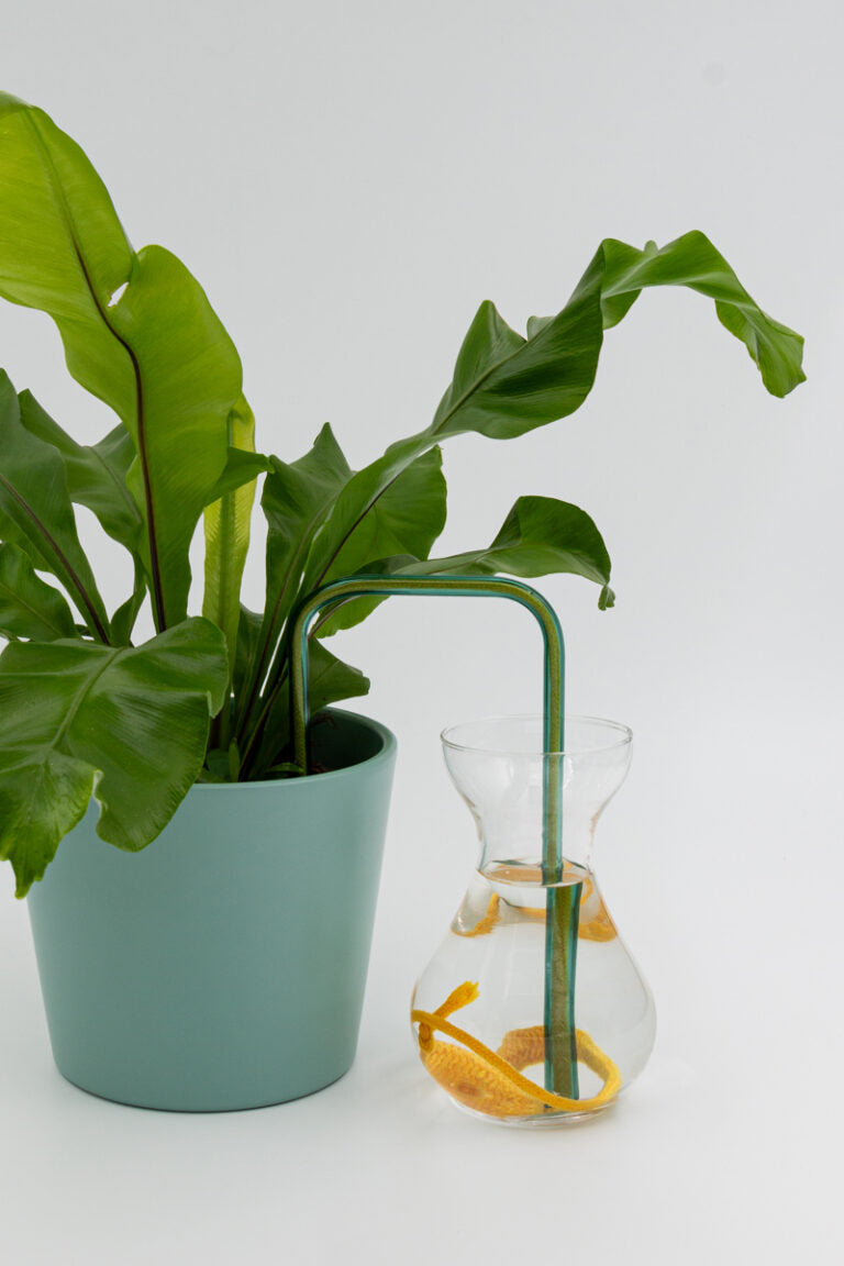Lush Lemon glass self-watering insert installed into a pot on a white background, showing how it automatically waters indoor plants.