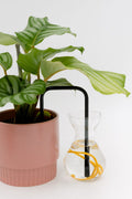Midnight Sun glass self-watering insert installed into a pot on a white background, showing how it automatically waters indoor plants.
