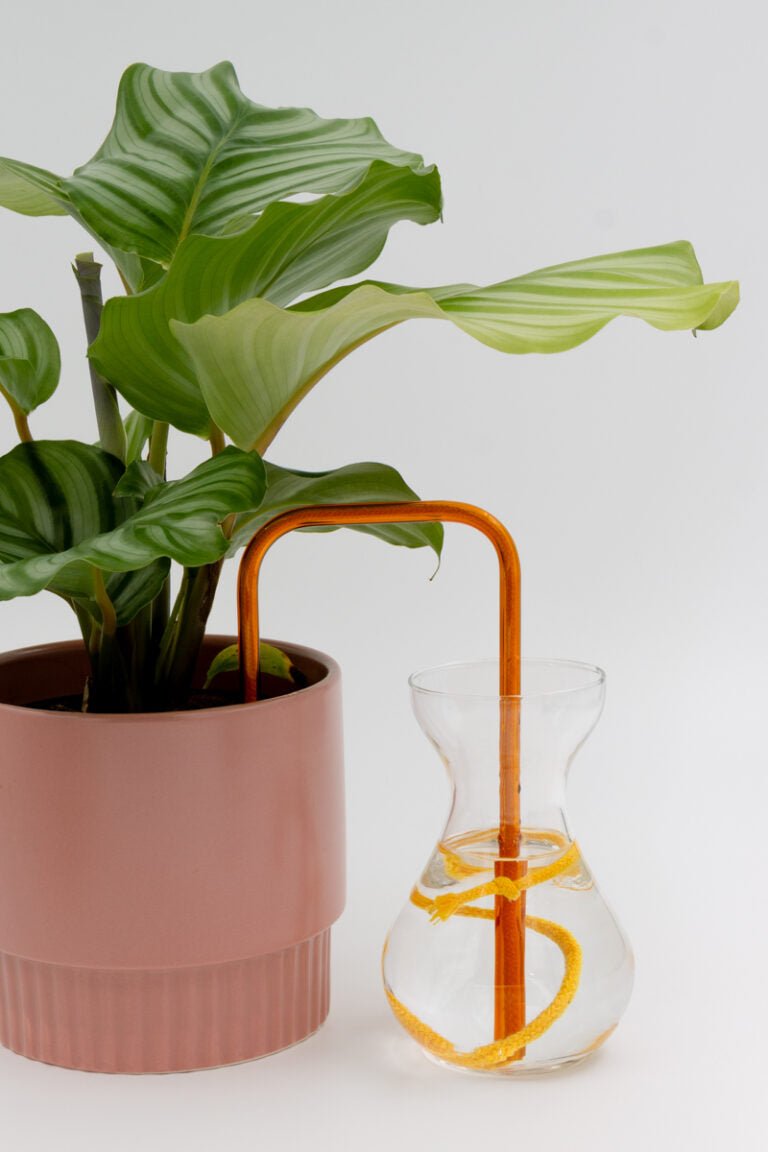 Molten Honey glass self-watering insert installed into a pot on a white background, showing how it automatically waters indoor plants.