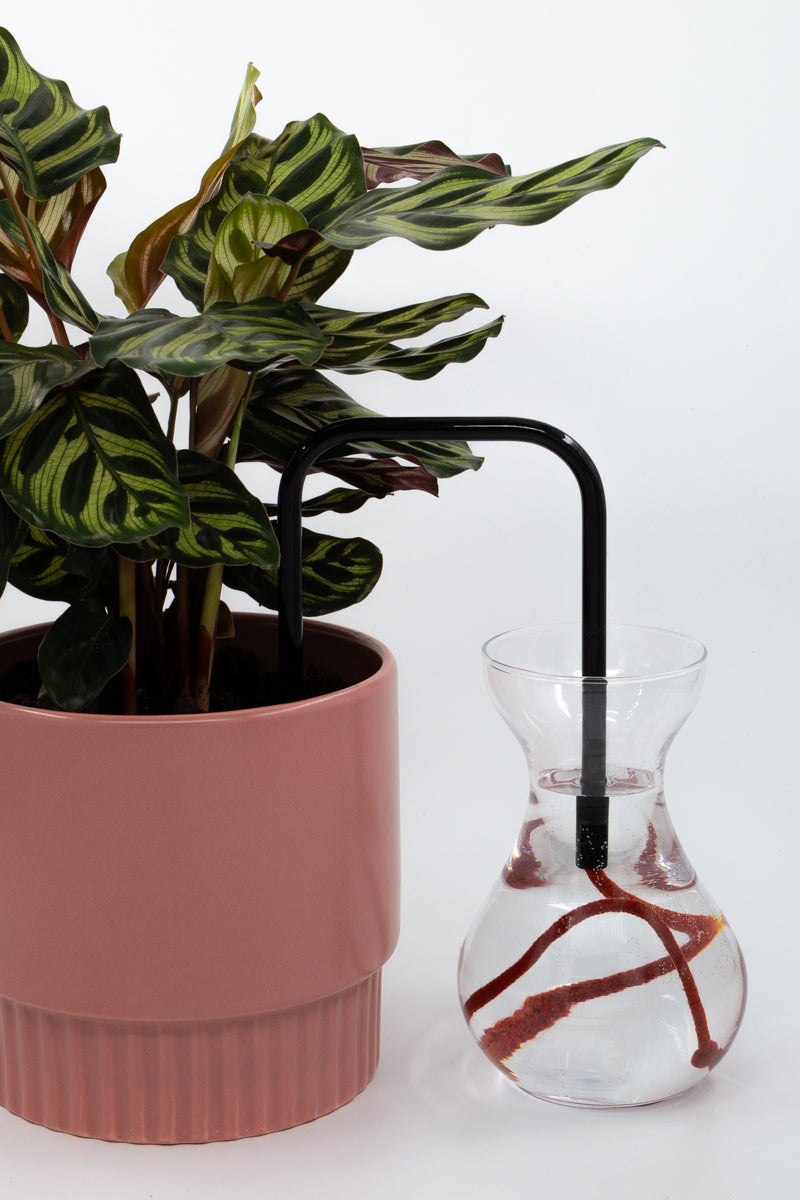 Obsidian Clay glass self-watering insert installed into a pot on a white background, showing how it automatically waters indoor plants.