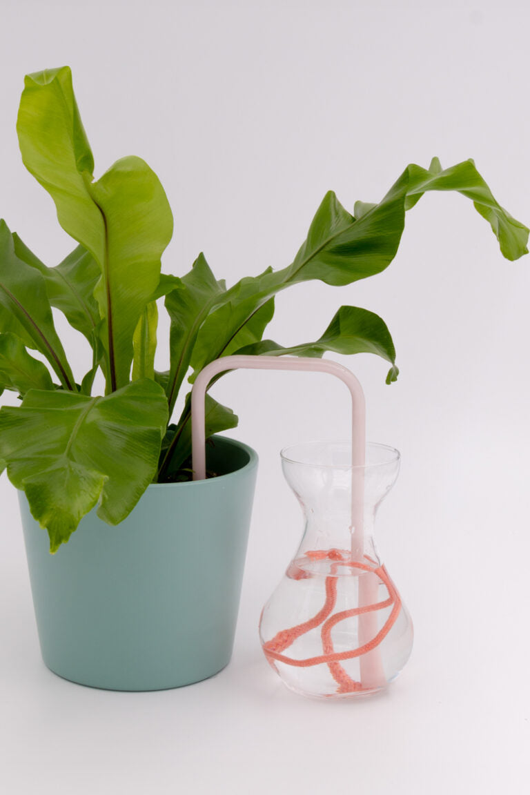 Snowflake Rose glass self-watering insert installed into a pot on a white background, showing how it automatically waters indoor plants.