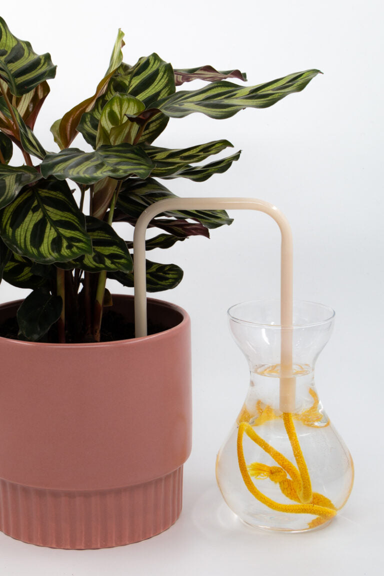 Snowy Sunflower glass self-watering insert installed into a pot on a white background, showing how it automatically waters indoor plants.
