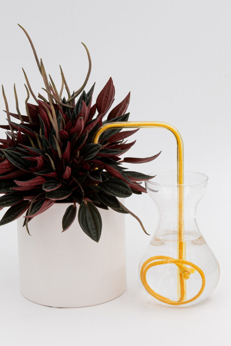 Sweet Sunshine glass self-watering insert installed into a pot on a white background, showing how it automatically waters indoor plants.