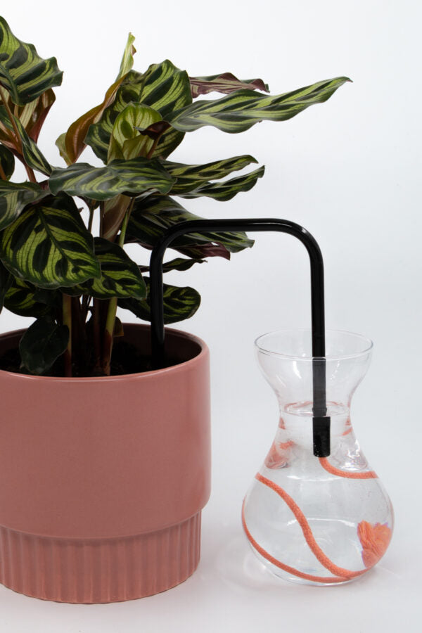 Twilight Rose glass self-watering insert installed into a pot on a white background, showing how it automatically waters indoor plants.